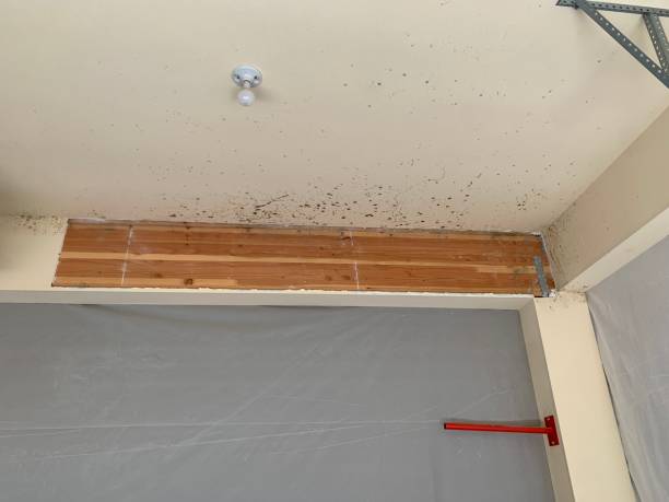 Mold Documentation for Insurance Claims in Wellington, OH